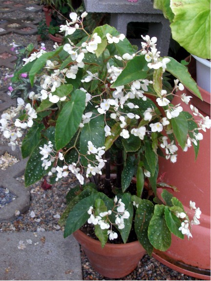 B. ‘Snow Flurries’